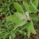 Common Lambsquarters