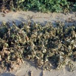 Cotton Root Rot