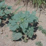 common sunflower