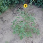 prairie sunflower