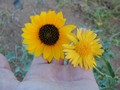 prairie sunflower-golden crownbeard