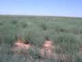 russian thistle